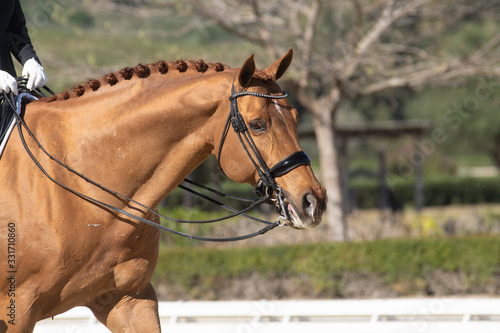 Fényképezés Face portrait of a hanoverian horse in a dressage competition