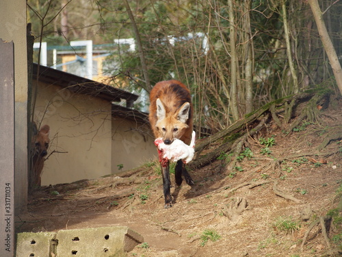 Maned Wolf with dead rabbit as food in his mouth