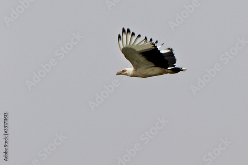 Palm-nut Vulture (Gypohierax angolensis) adult in flight, Gambia. photo