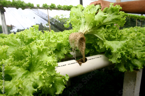  hydroponic lettuce in organic garden photo