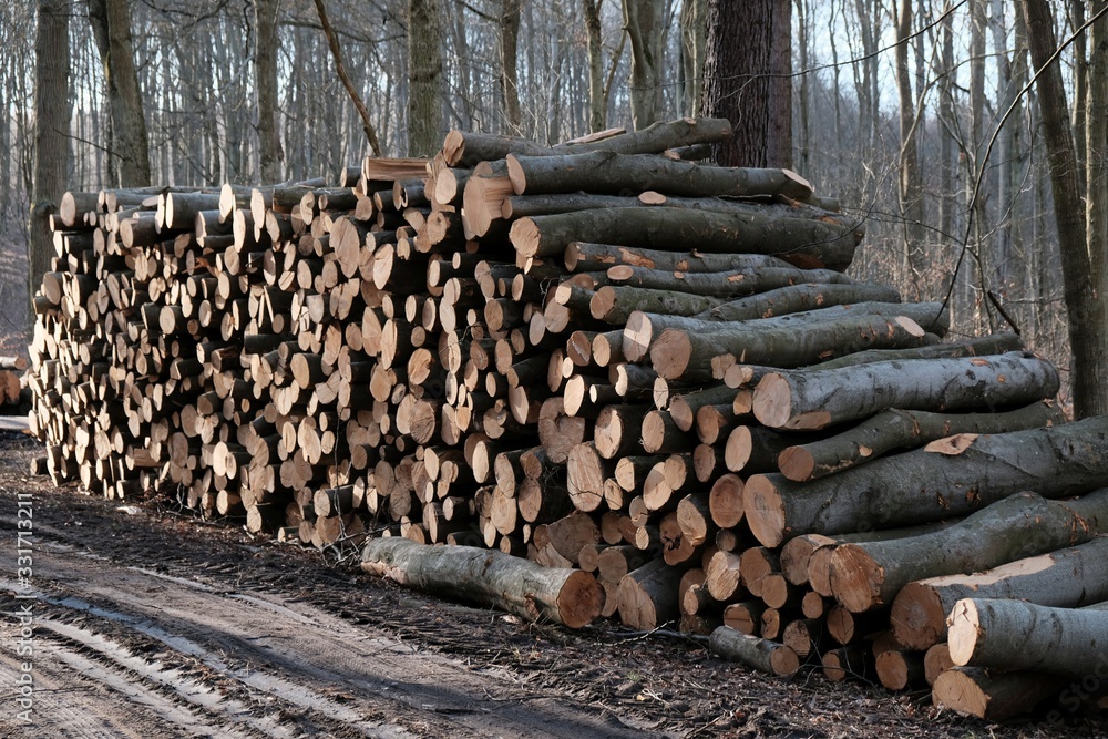 Cut tree trunks piled on a forest road. Deforestation, forest management.