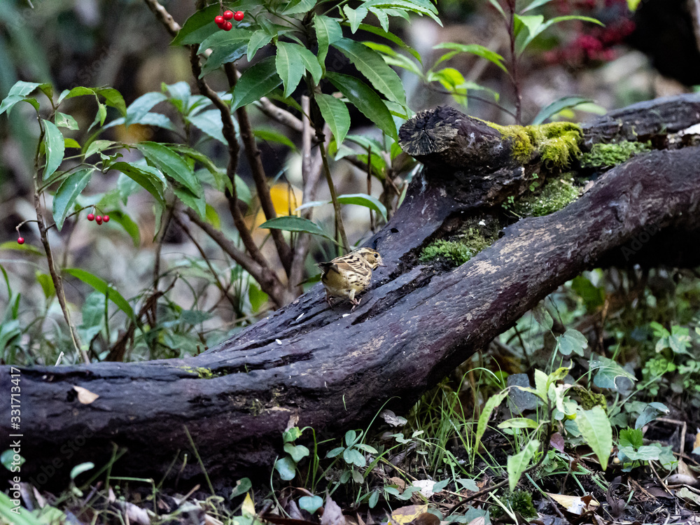 black-faced bunting on a fallen log 4 black-faced bunting on a fallen log 4
