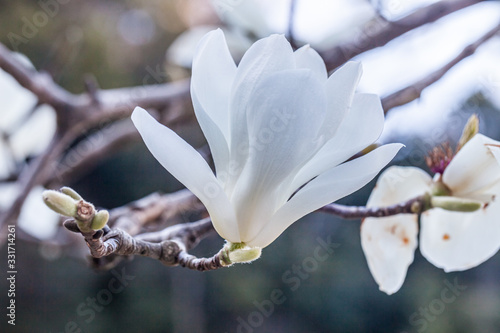 モクレンの花 ハクモクレン photo