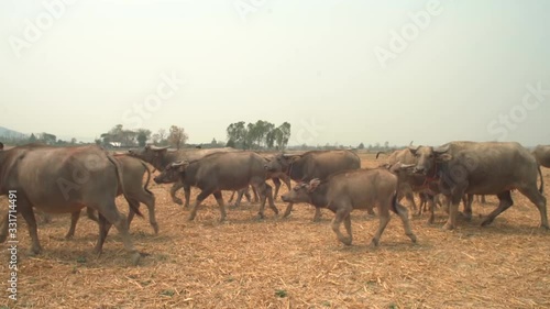 Wallpaper Mural The buffalo was running in the heat of the rice field. Torontodigital.ca