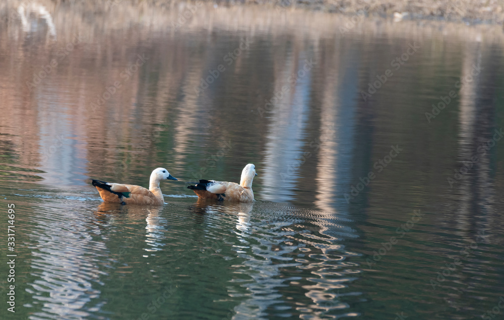 A pair of brahminy duck aka rudy shelduck swimming in a waterhole inside Pench tiger reserve during a wildlife safari A pair of brahminy duck aka rudy shelduck swimming in a waterhole inside Pench tiger reserve during a wildlife safari