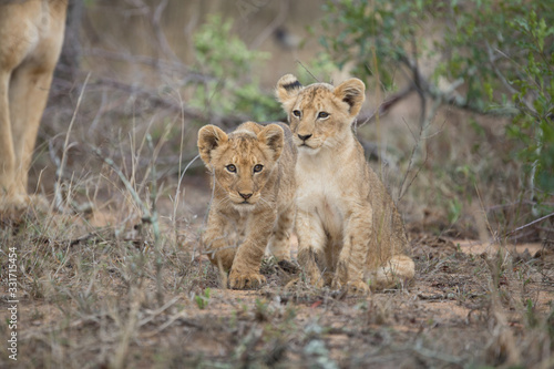 Lion pride with tiny little cubs © Darrel