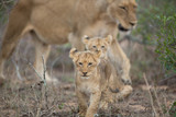 Lion pride with tiny little cubs