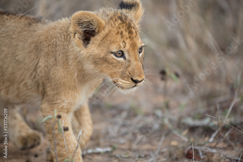 Lion pride with tiny little cubs