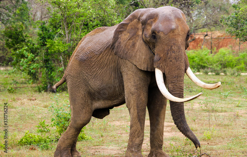 african elephant walking arround sri lankan national park