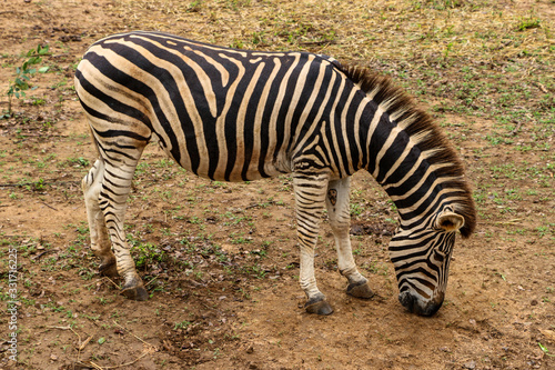 zebra from a sri lankan national park
