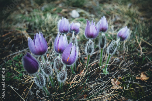 purple crocus spring flowers in the nature