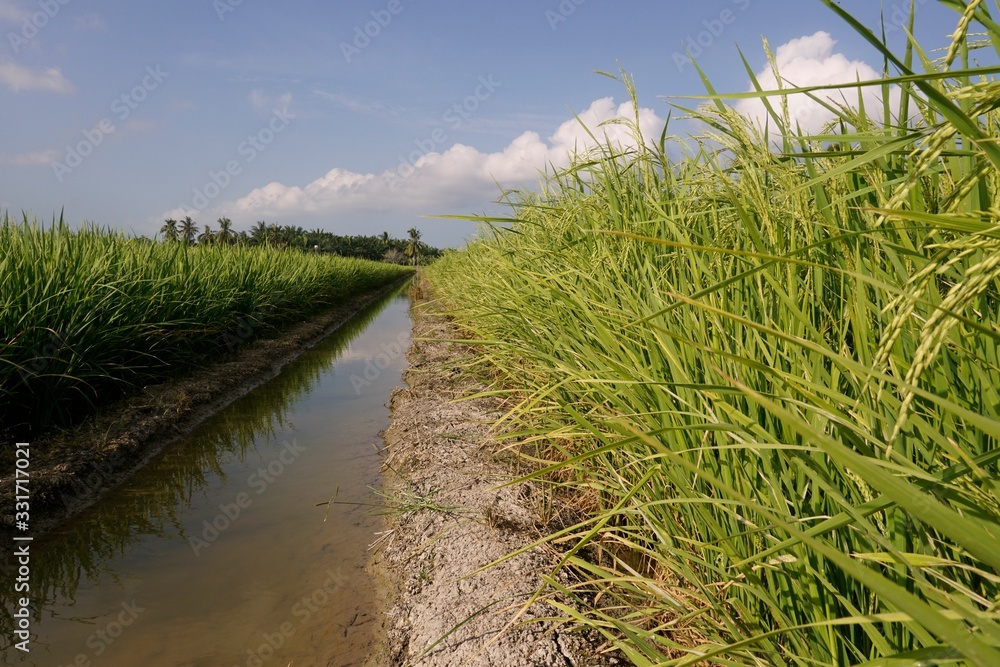 path to the paddy field path to the paddy field