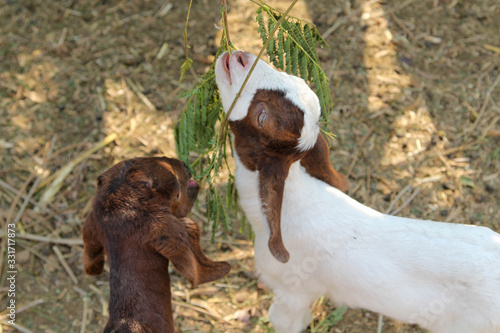 The young boer goat is eating.