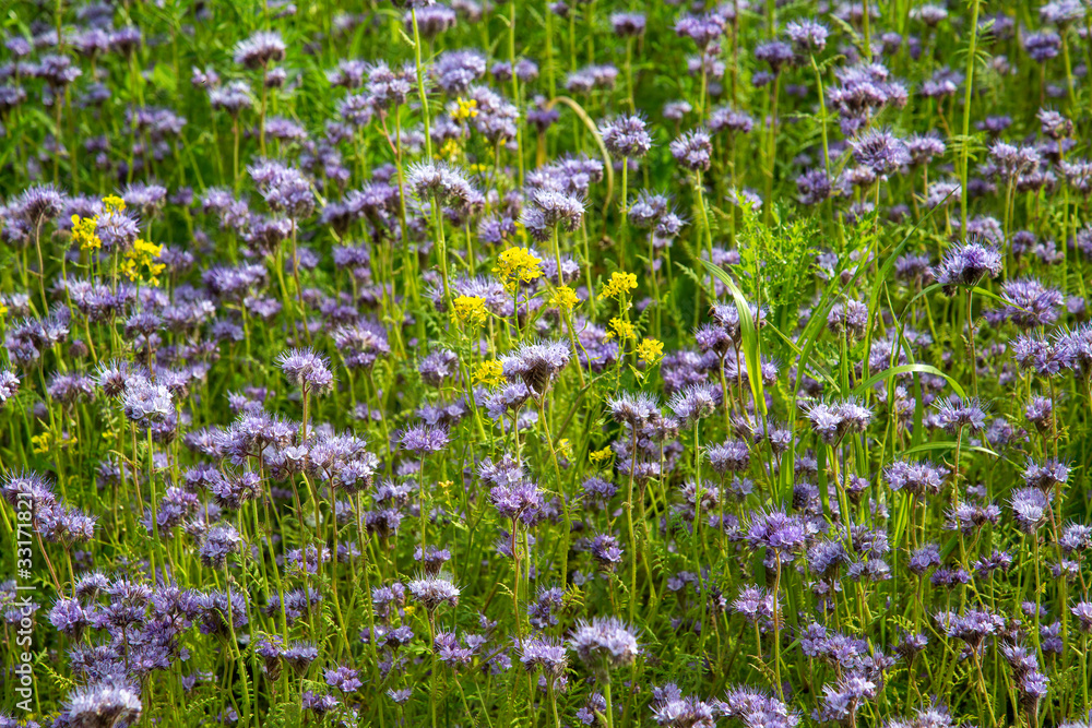 Fototapeta premium Blumenwiese