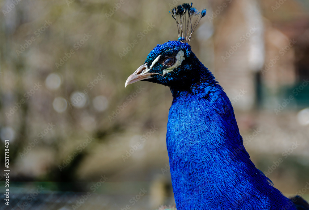 Schöner Pfauenkopf. Portrait von schönen Pfau Schöner Pfauenkopf. Portrait von schönen Pfau