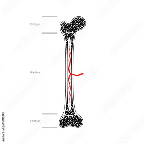 Human bone anatomy photo