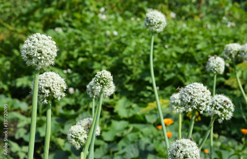 Photography Blooming onion, bolting onion, bee friendly onion flower heads in the kitchen garden in summer with the potatoes and sweet potatoes in the background
