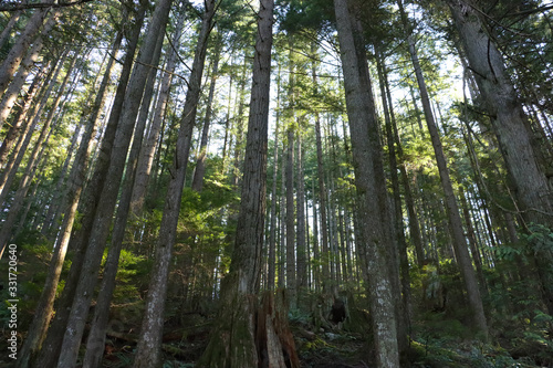 old growth forest