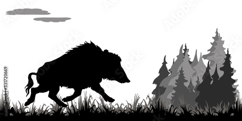 isolated image silhouette of a running wild boar