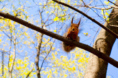 Adorable squirrel animal sits on a tree bough, eats some food and looks straight at you. Blue sky and blooming trees in the background. Early spring season.