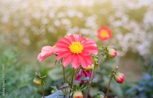 Pink flowers in garden