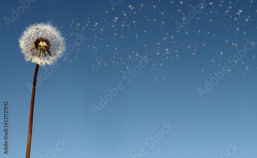Dandelion flower spreading floating seeds on blue background with copy space, hay fever pollen season concept