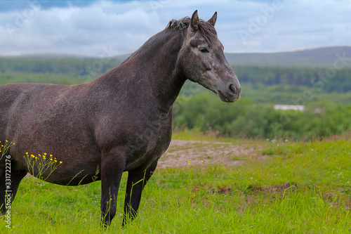 Fototapeta Naklejka Na Ścianę i Meble -  The beautiful black horse is standing in the pasture on a cloudy day.