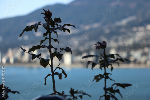 plant in front of mountains