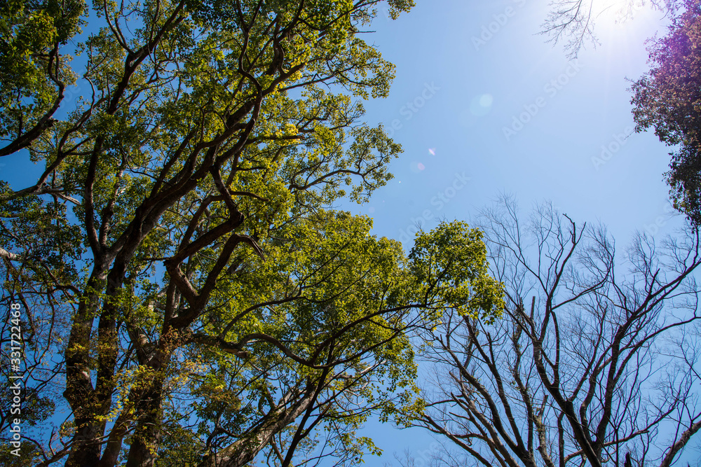 Obraz premium 初夏の陽気 緑色の紅葉 日差しを浴びる