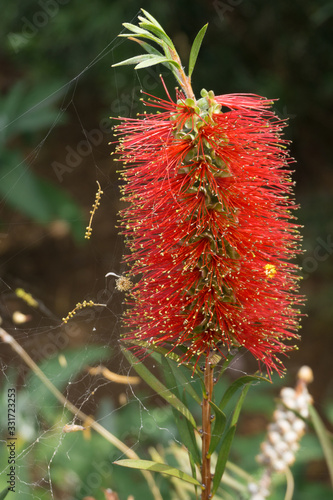 Callistemon montanus , Zylinderputzer, Red blooming flower photo