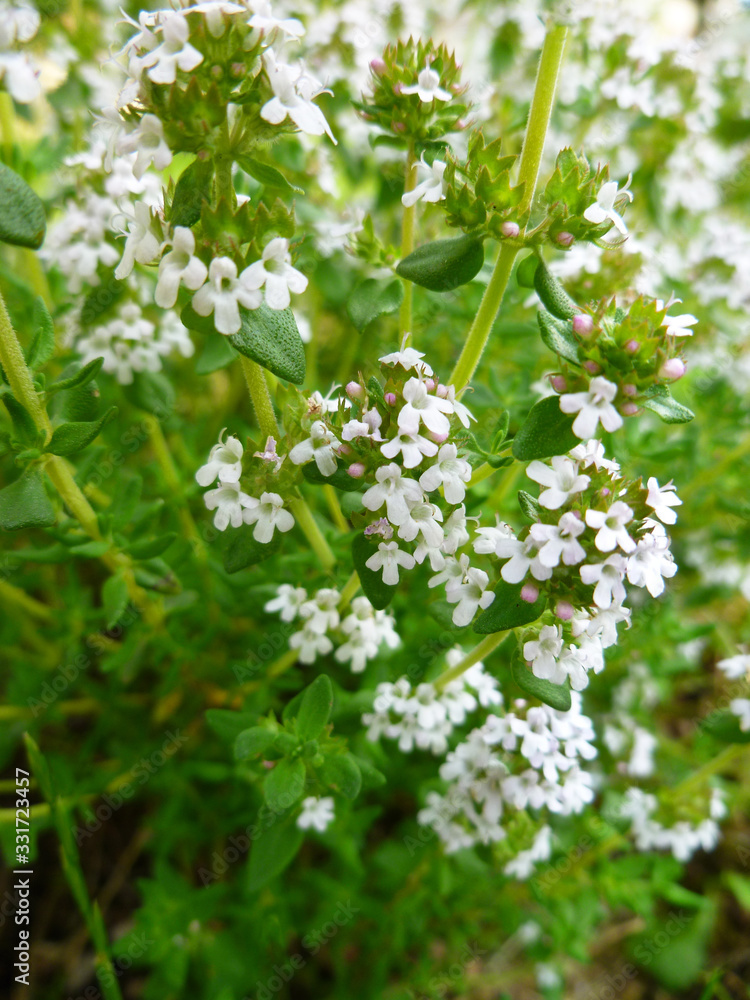 Breckland Thyme, Thymus serpyllum, Thymus vulgaris, Common Thyme, Whole thyme. Fresh green thyme herb blooming with pink flowers growing in the garden. Selective focus, close up, still life. Breckland Thyme, Thymus serpyllum, Thymus vulgaris, Common Thyme, Whole thyme. Fresh green thyme herb blooming with pink flowers growing in the garden. Selective focus, close up, still life.
