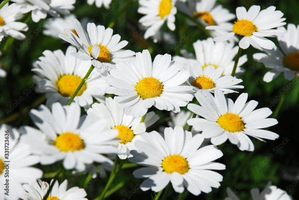 Kackarlar National Park ( Endemic Plants and flowers ) Rize Turkey Kackarlar National Park ( Endemic Plants and flowers ) Rize Turkey