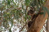 Koala, Phascolarctos cinereus, awake on a tree branch of Eucalyptus tree, Kennett River, Victoria, Australia