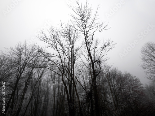 Dreary Trees