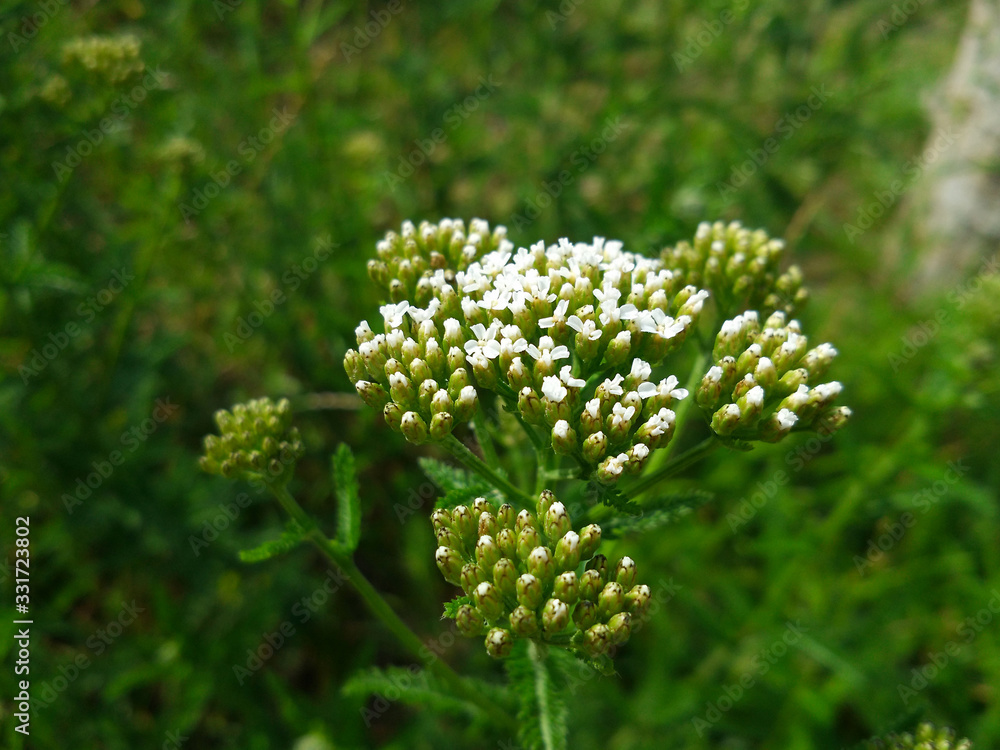 Common Yarrow (Achillea millefolium) white flowers close up on green blurred grass floral background, selective focus. Medicinal wild herb Yarrow. Healing plants concept. Common Yarrow (Achillea millefolium) white flowers close up on green blurred grass floral background, selective focus. Medicinal wild herb Yarrow. Healing plants concept.