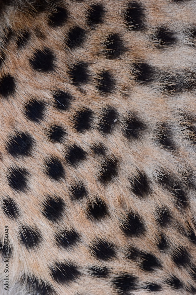 black dot on the cheetah black dot on the cheetah
