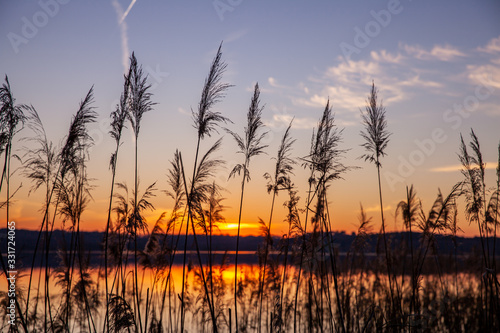 Nature lake with reed Silhouette at sunset scenery