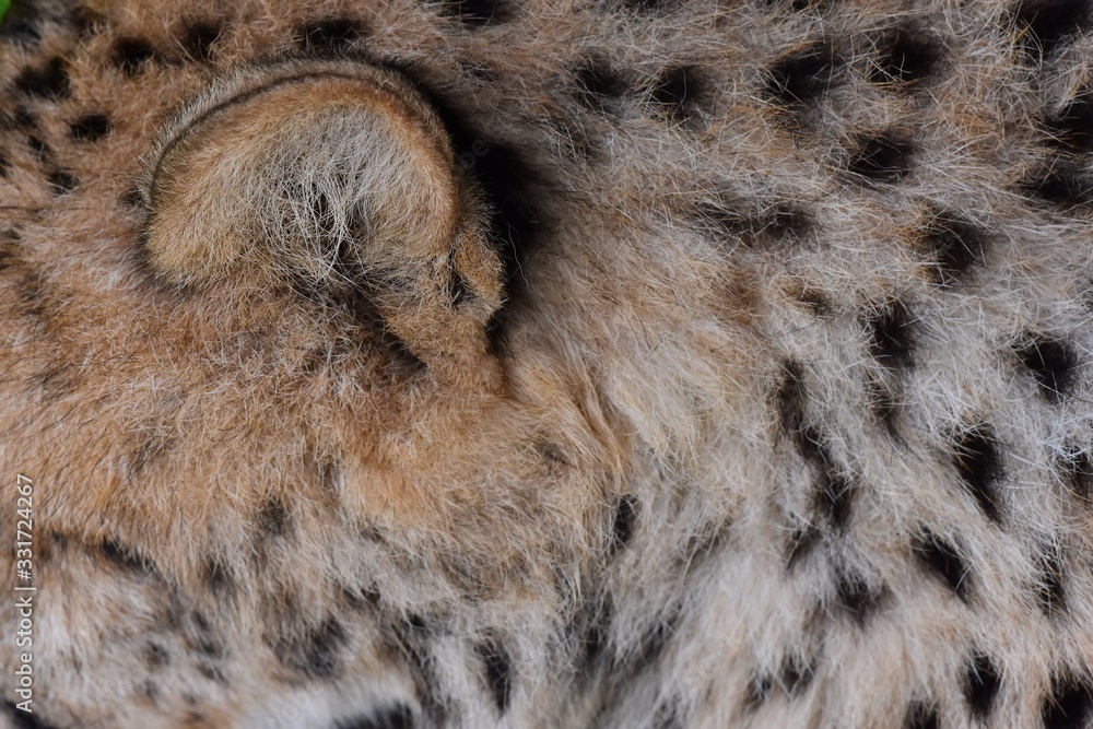 black dot on the cheetah black dot on the cheetah