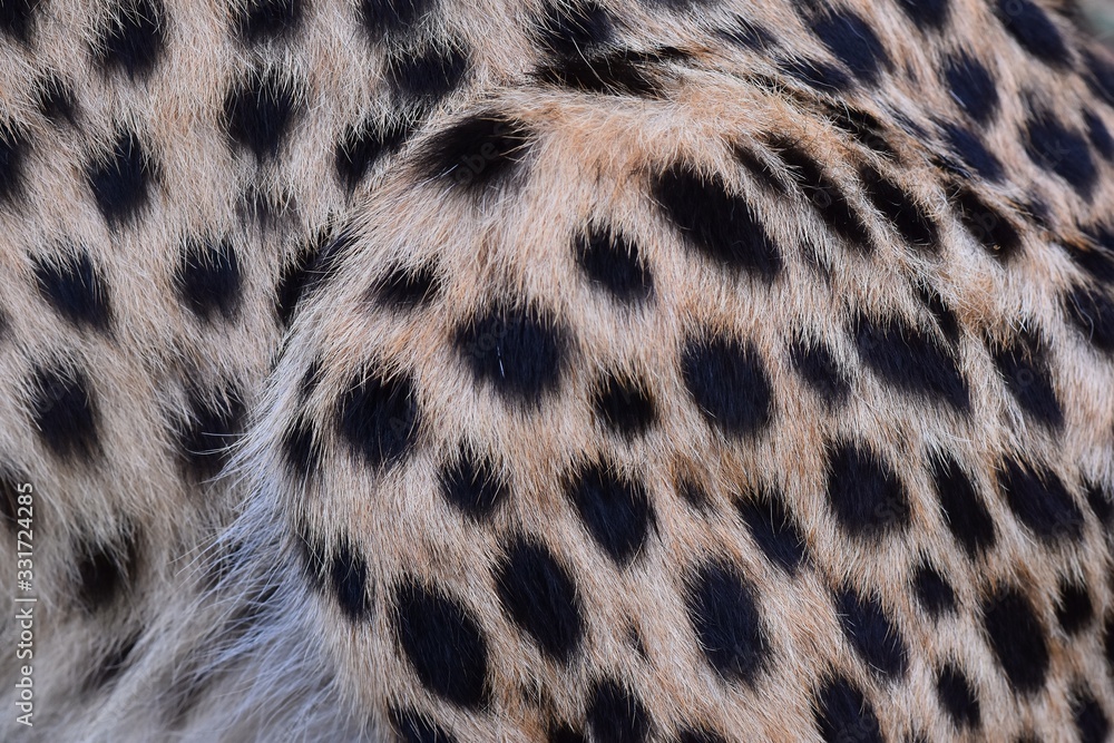 black dot on the cheetah black dot on the cheetah