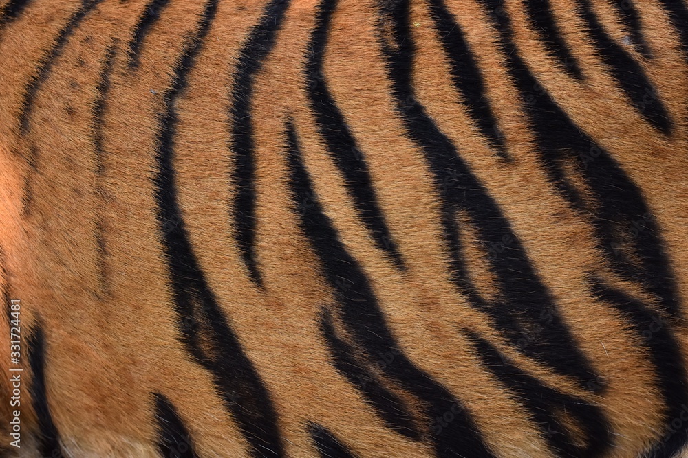 The skin is smooth, tying the black stripes of the Bengal tiger. The skin is smooth, tying the black stripes of the Bengal tiger.