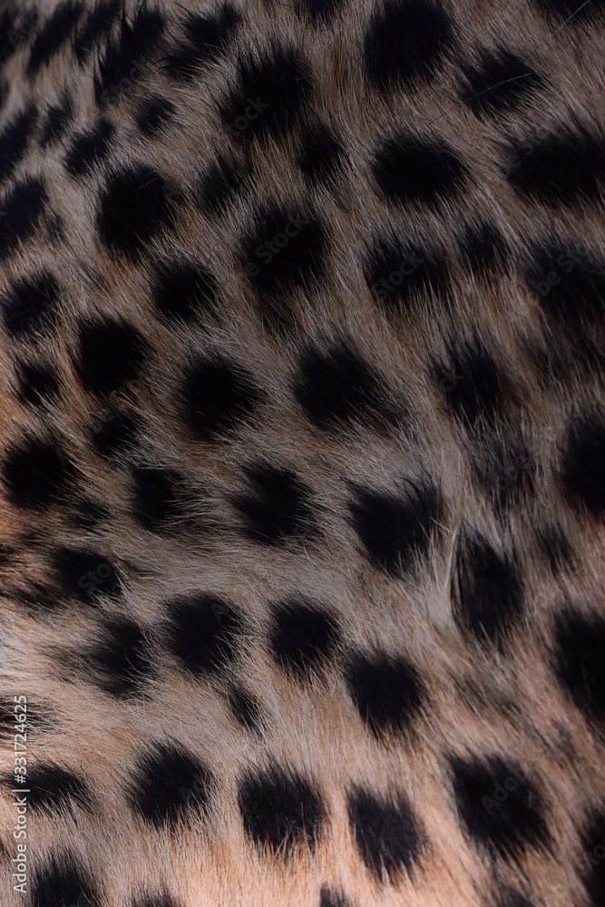 black dot on the cheetah black dot on the cheetah