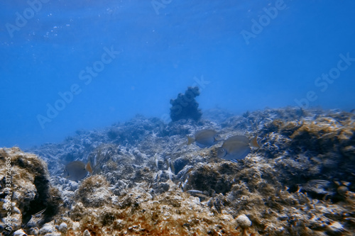 Fototapeta Naklejka Na Ścianę i Meble -  Underwater world. Tropical transparent ocean. Still Calm Sea Water Surface With Clear Sky And Underwater World Discovered.