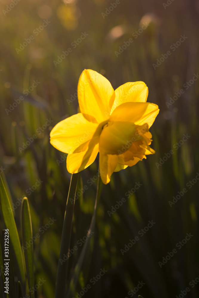 Obraz premium Yellow bloom of narcissus (Liliopsida) illuminated by setting sun. Beautiful spring atmosphere.