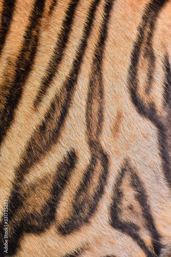 The skin is smooth  tying the black stripes of the Bengal tiger.