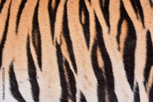 The skin is smooth  tying the black stripes of the Bengal tiger.