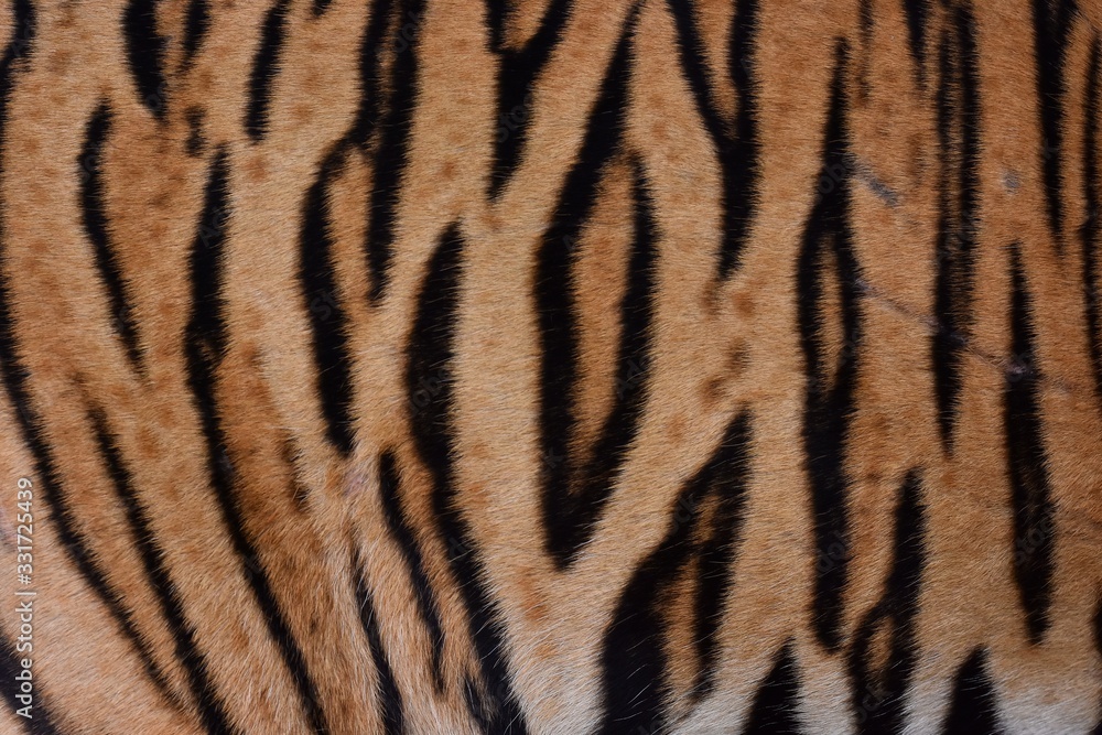 The skin is smooth, tying the black stripes of the Bengal tiger. The skin is smooth, tying the black stripes of the Bengal tiger.