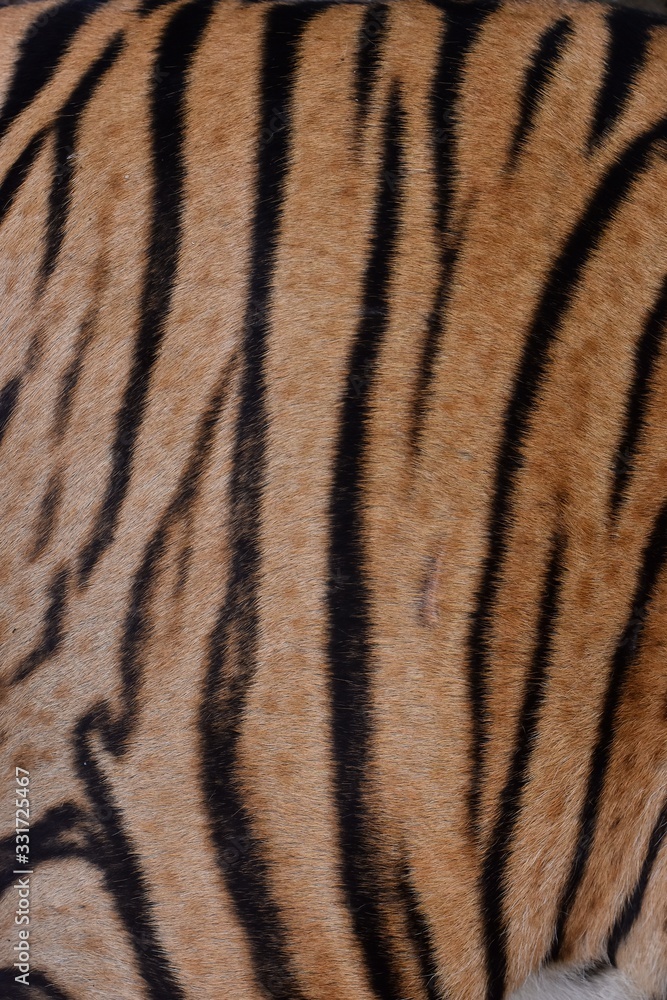 The skin is smooth, tying the black stripes of the Bengal tiger. The skin is smooth, tying the black stripes of the Bengal tiger.