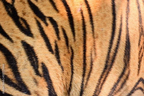 The skin is smooth  tying the black stripes of the Bengal tiger.