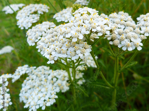 Common Yarrow (Achillea millefolium) white flowers close up on green blurred grass floral background, selective focus. Medicinal wild herb Yarrow. Healing plants concept. 