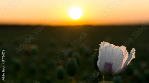 Sunset bokeh and illuminated bloom of white poppy.